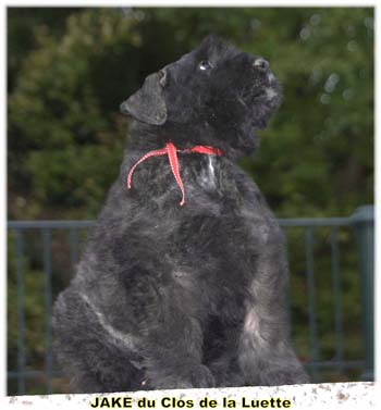 JAKE du Clos de la Luette Copyright Elevage de Bouvier des Flandres du Clos de la Luette